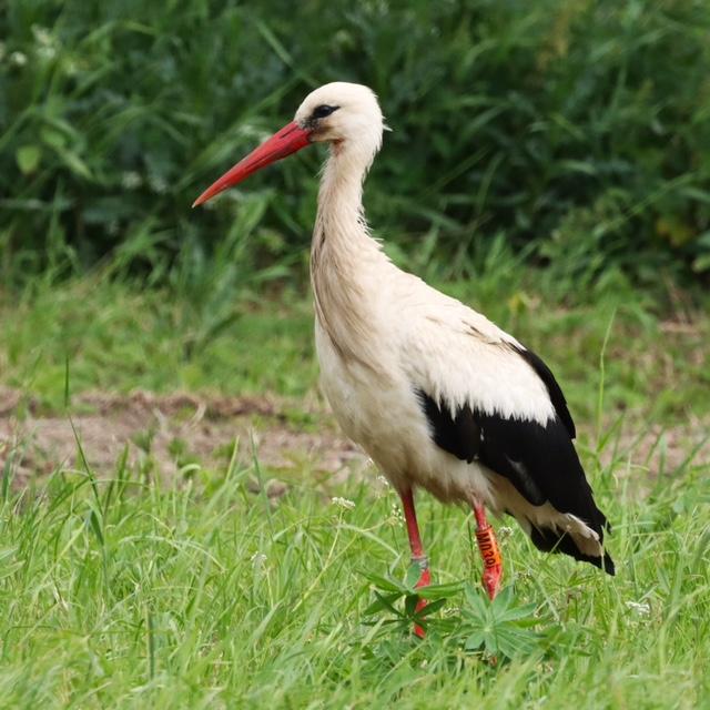 Veckans fågel. Vit stork