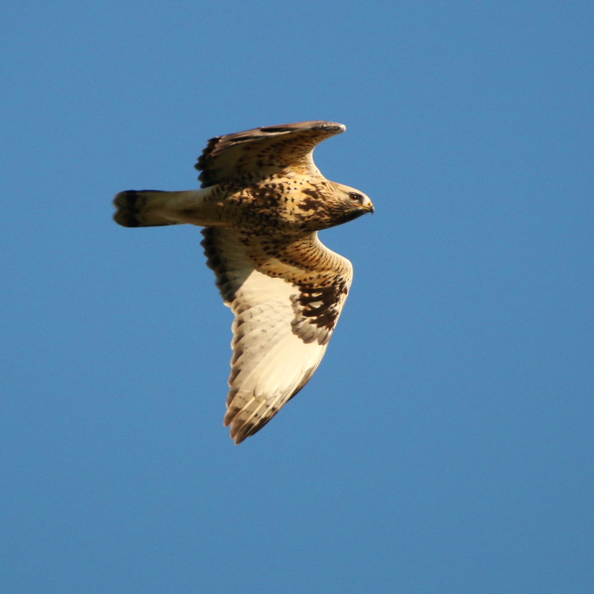 Veckans fågel. Fjällvråk (v44)