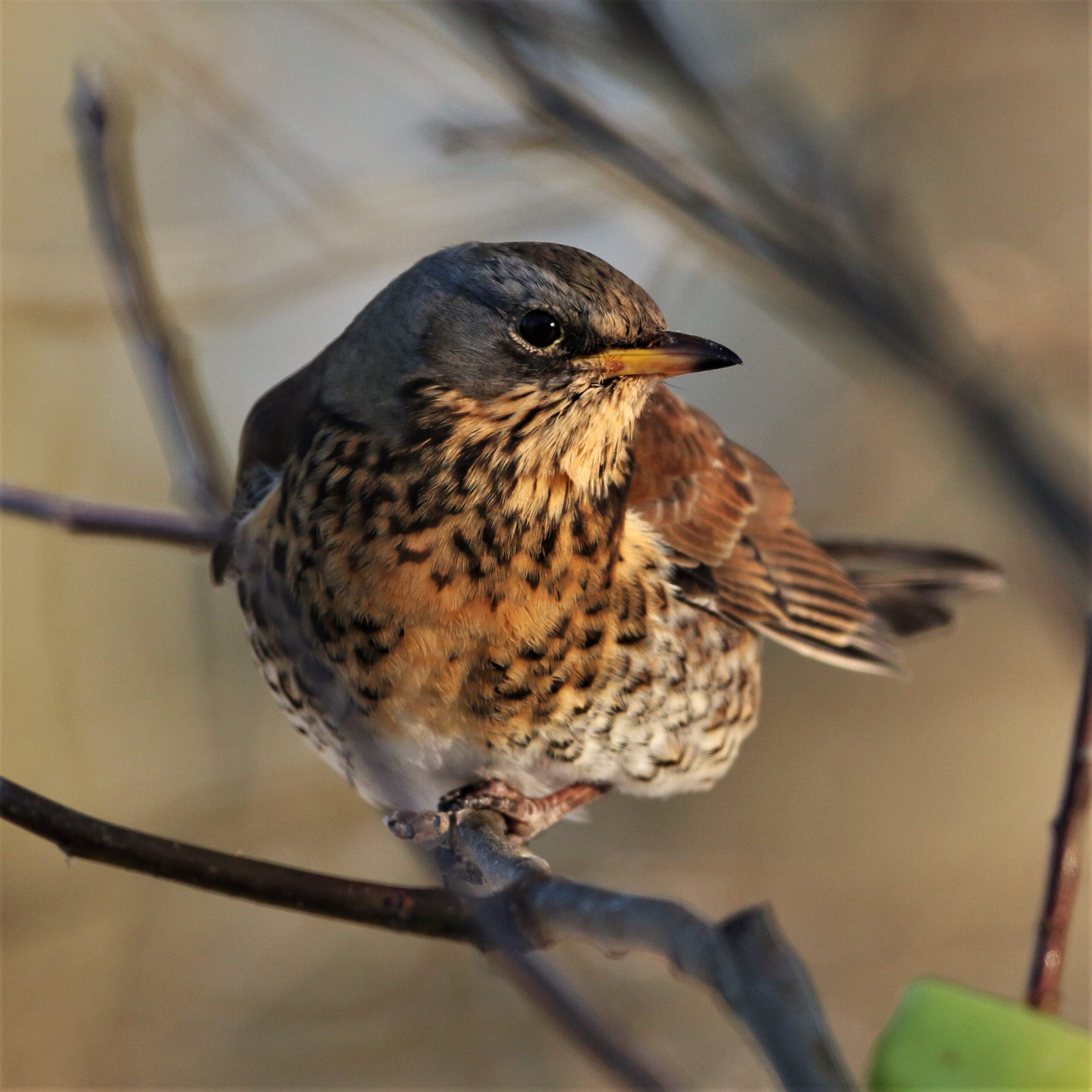 Veckans fågel. Björktrast (v45)
