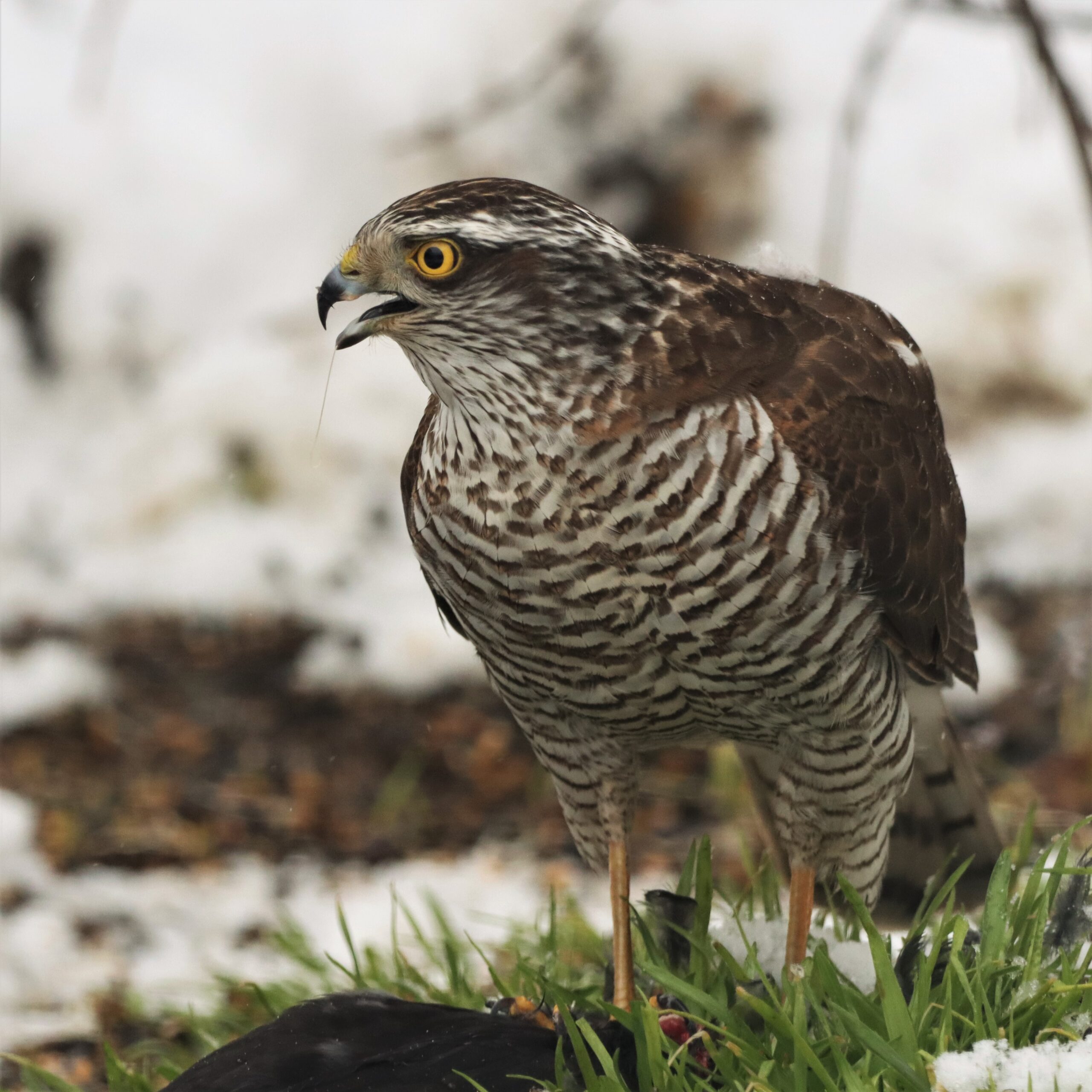 Veckans fågel. Sparvhök (v50)
