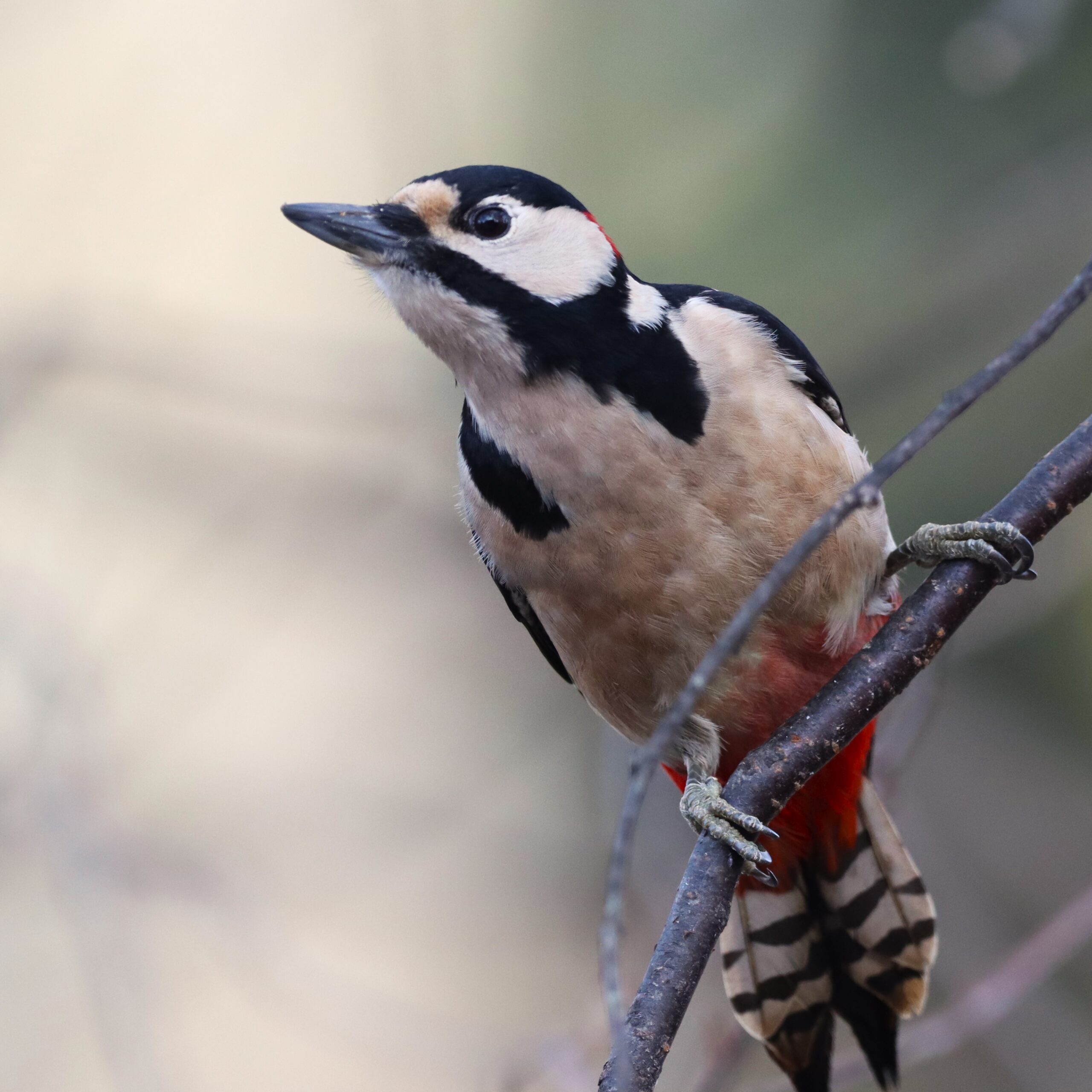 Veckans fågel. Större hackspett 