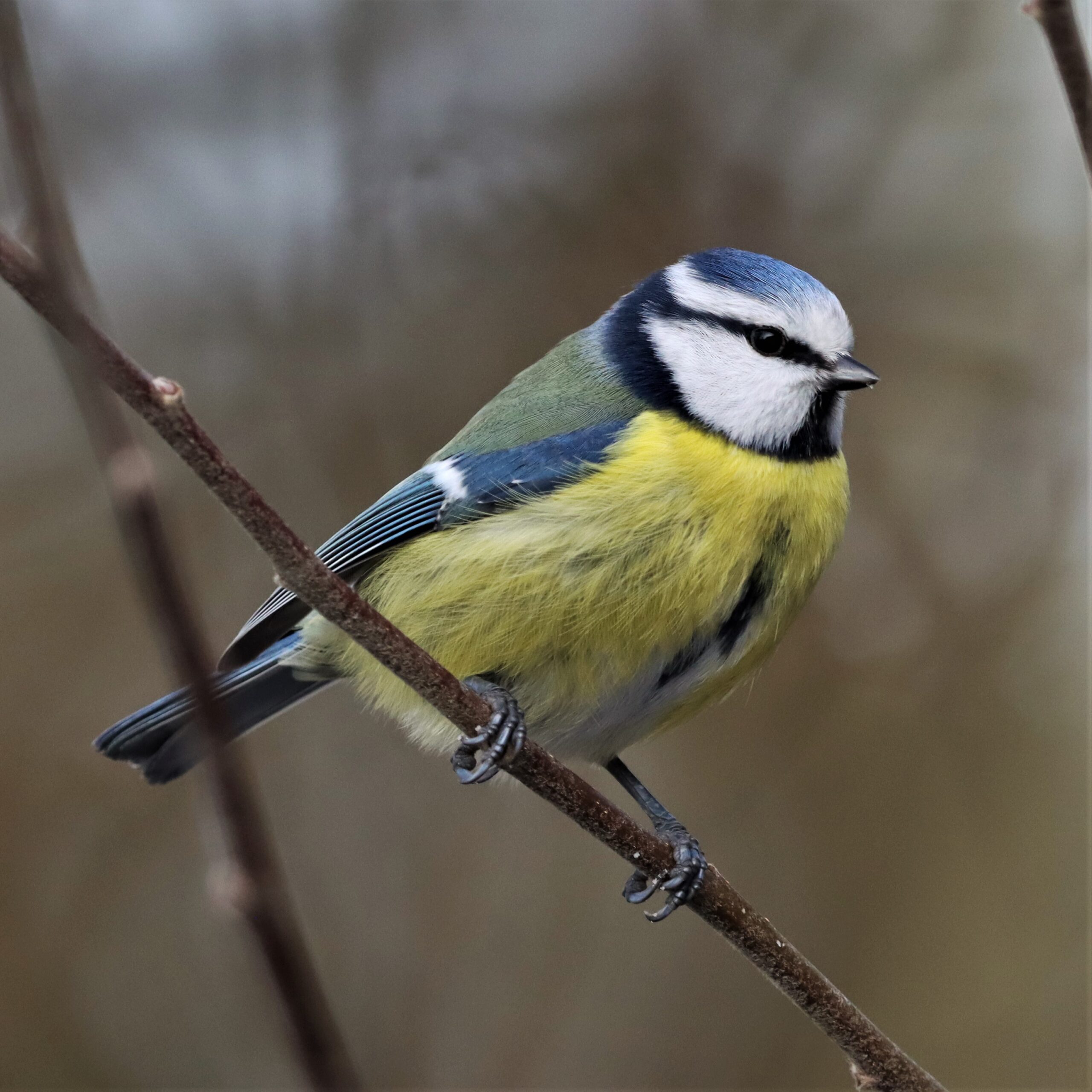 Veckans fågel. Blåmes (v6)