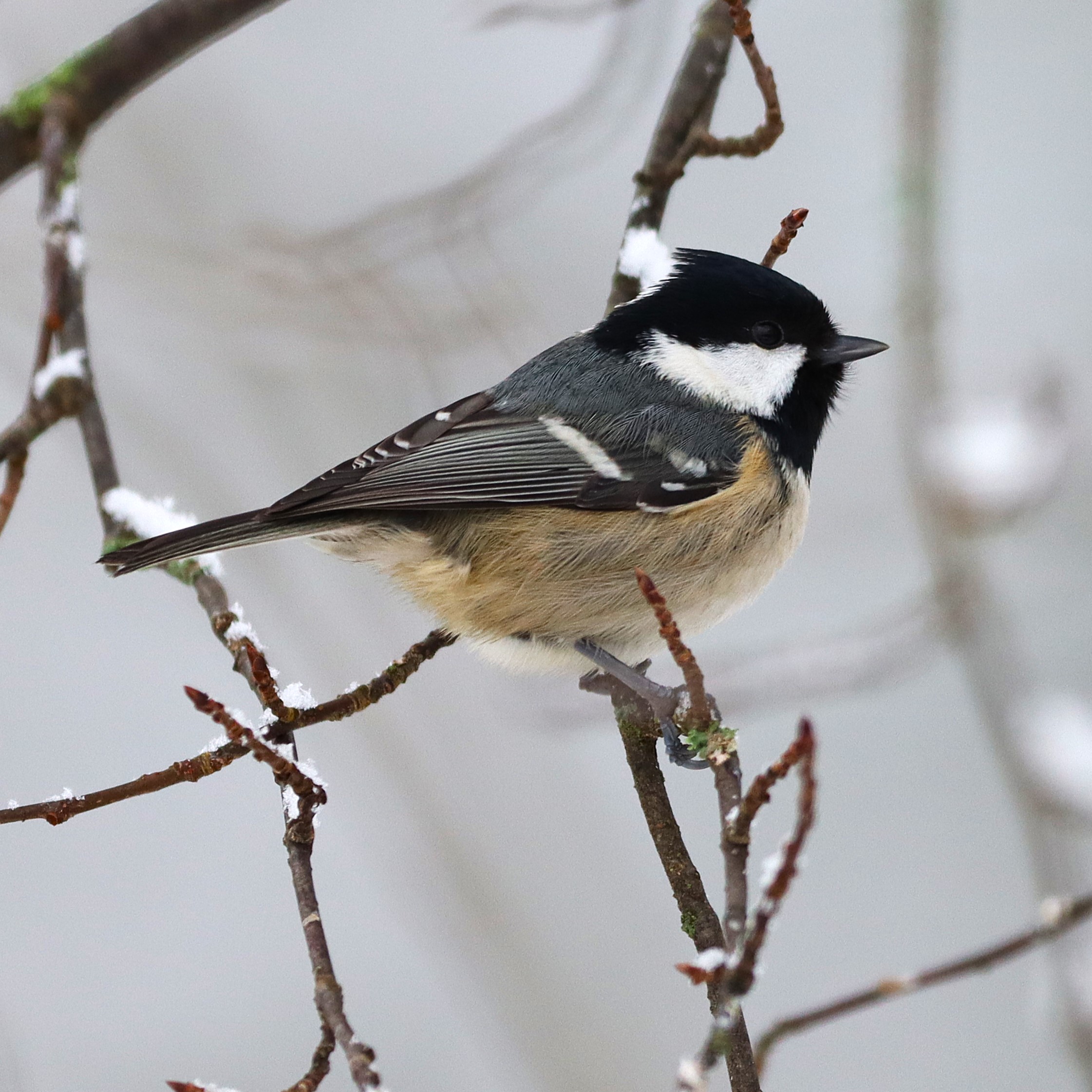 Veckans fågel. Svartmes (v8)