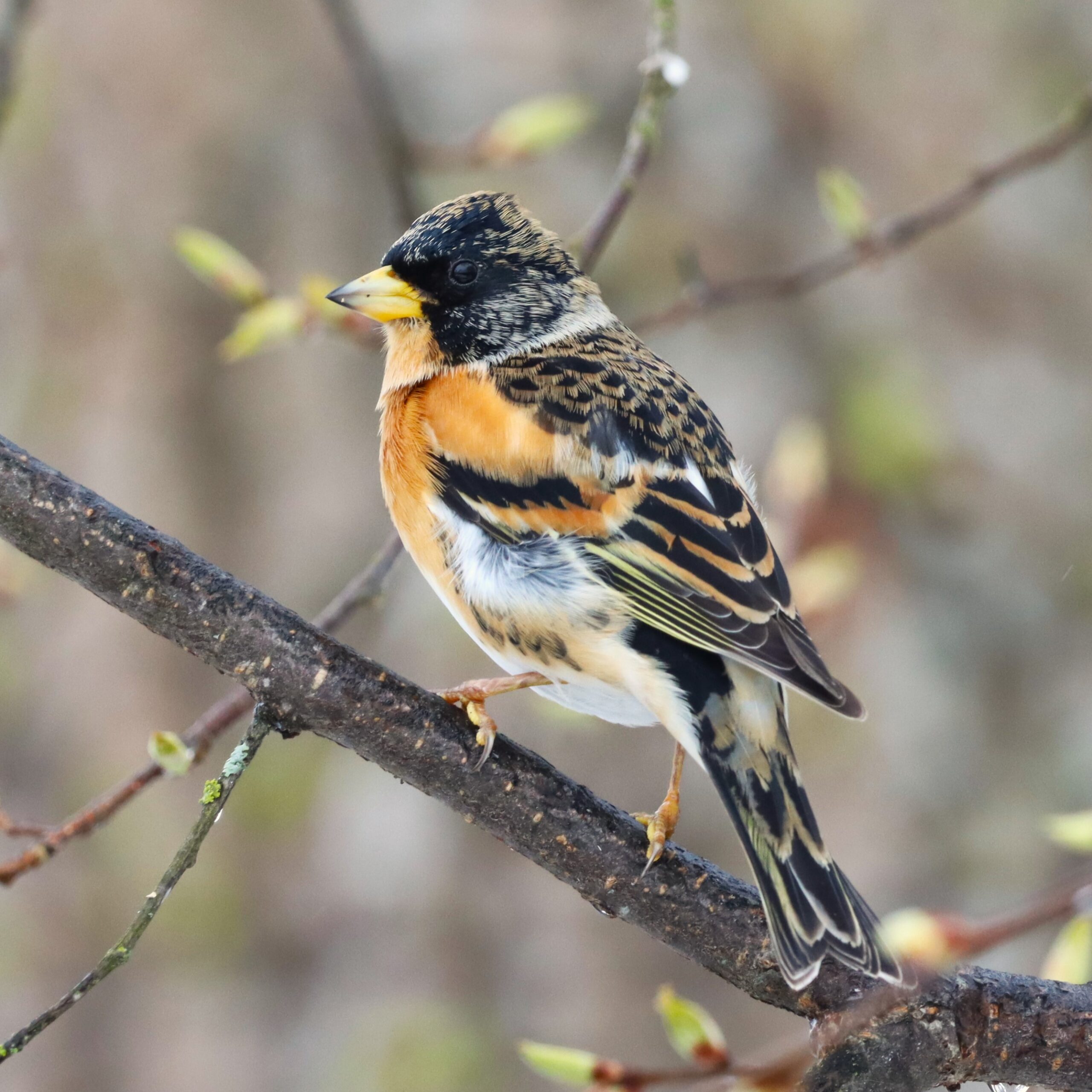 Veckans fågel. Bergfink (v14)