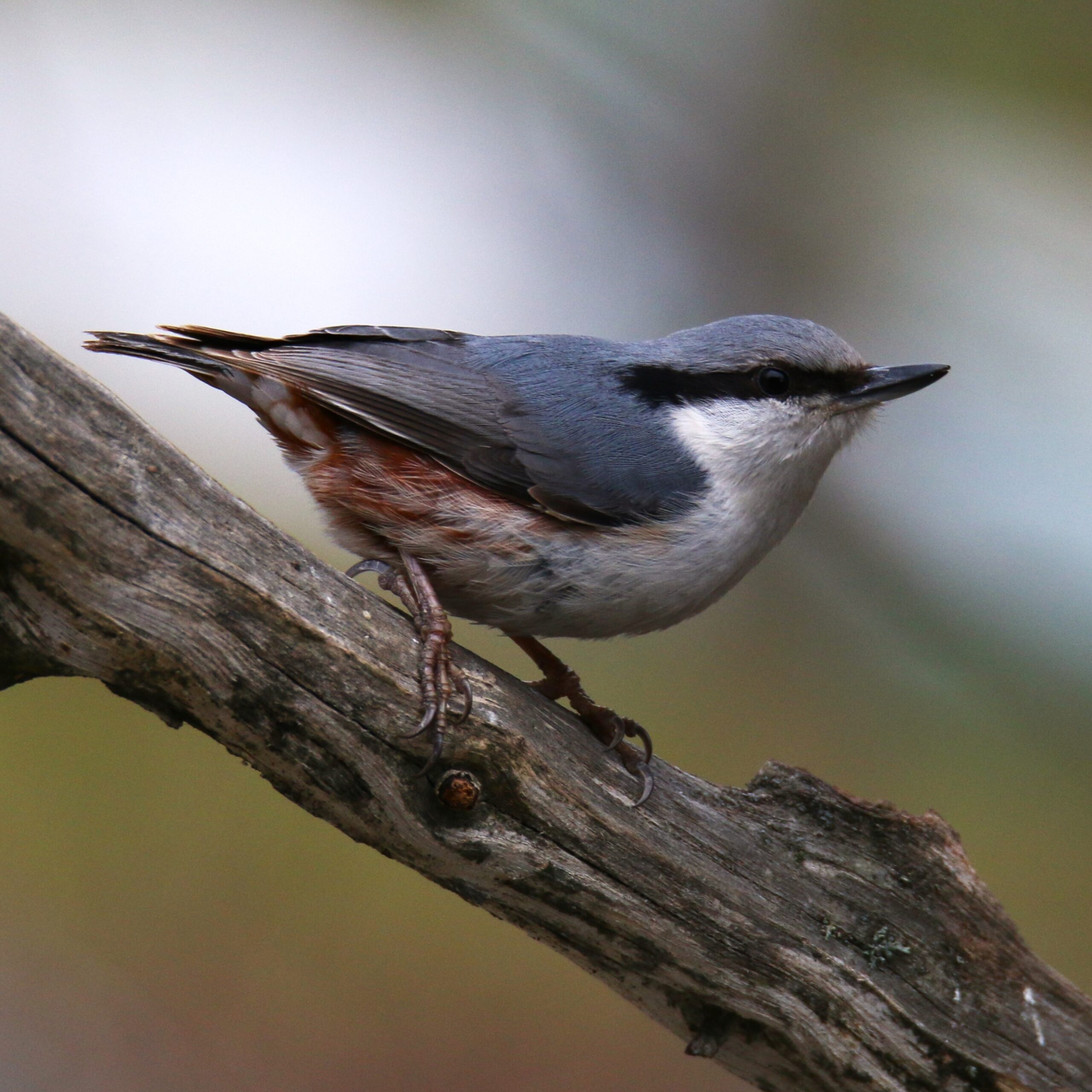 Veckans fågel. Nötvecka (v11)