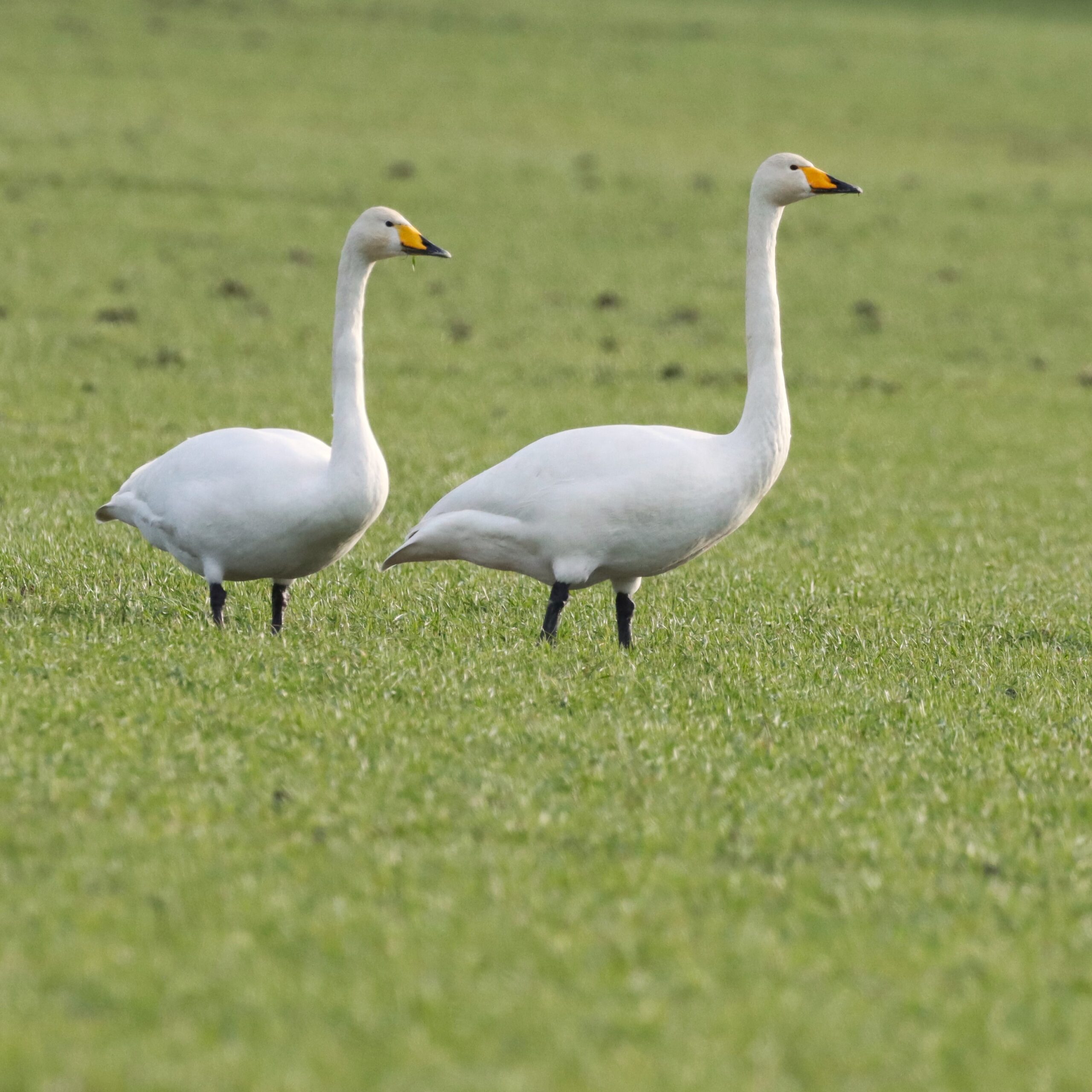 Veckans fågel. Sångsvan (v12)
